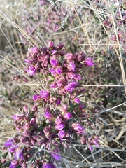 Ruschia intricata