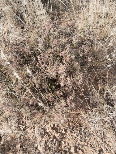 Ruschia intricata, photograph 2