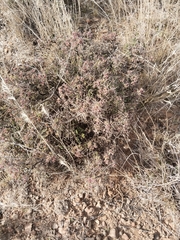 Ruschia intricata, photograph (c) Marianne Le Roux, some rights reserved (CC BY)