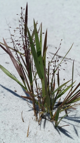 Image of Small-Seeded Panicgrass (Dichanthelium chamaelonche) by (c) Jay Horn, some rights reserved (CC BY)