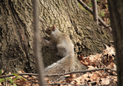 Sciurus carolinensis