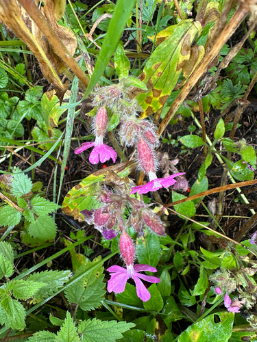 red campion