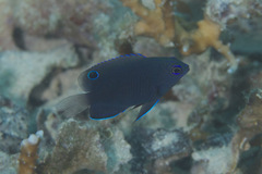 Pomacentrus burroughi