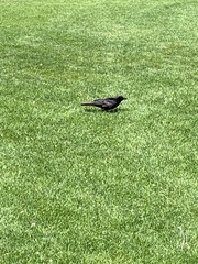 Corvus brachyrhynchos