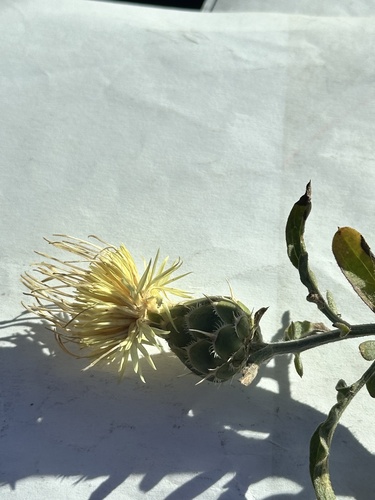 Yellow Knapweed
