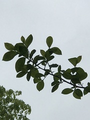 Lindera benzoin