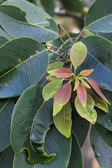 Triadica cochinchinensis, photograph (c) 許文俊, some rights reserved (CC BY-SA)