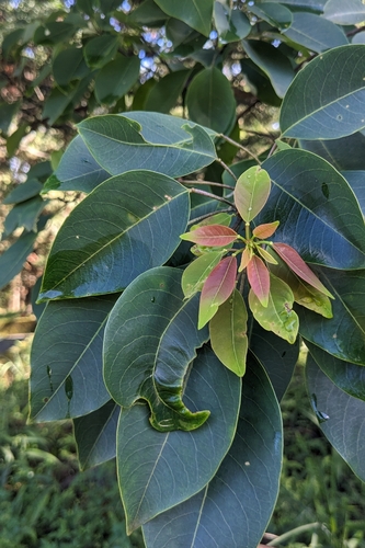Triadica cochinchinensis, photograph 5