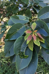 Triadica cochinchinensis, photograph (c) 許文俊, some rights reserved (CC BY-SA)