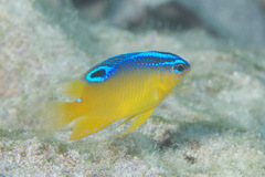 Pomacentrus simsiang