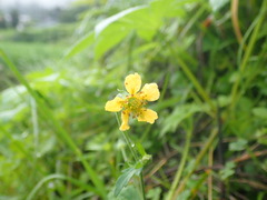 Geum japonicum