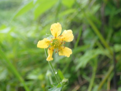 Geum japonicum, photograph 1