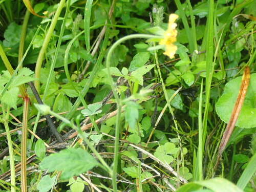 Geum japonicum, photograph 2