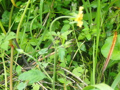 Geum japonicum, photograph (c) 村山史世　（Fumiyo MURAYAMA), some rights reserved (CC BY)