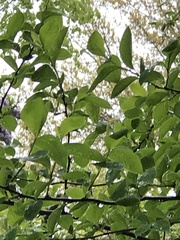 Lindera benzoin
