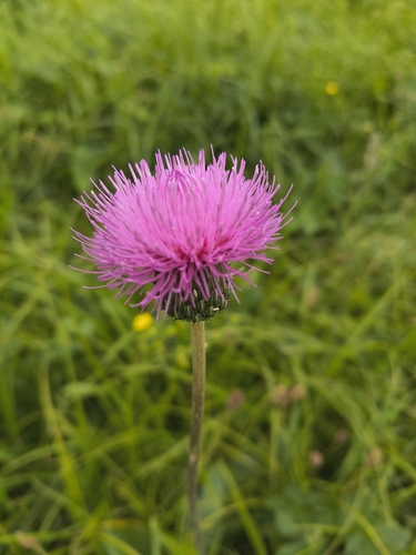 Queen Anne's thistle