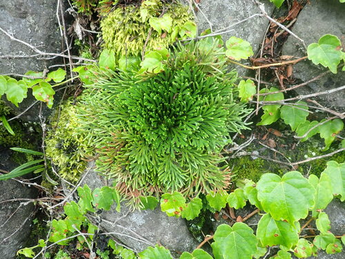Selaginella tamariscina, photograph 1