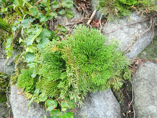 Selaginella tamariscina, photograph 2