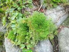 Selaginella tamariscina, photograph (c) 村山史世　（Fumiyo MURAYAMA), some rights reserved (CC BY)