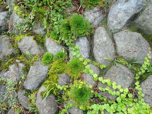 Selaginella tamariscina, photograph 3