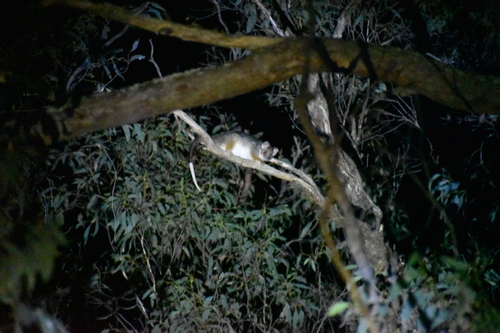 Eastern Ring-tailed Possum