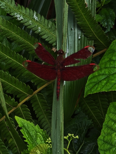 Russet Percher