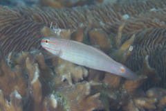 Amblygobius decussatus