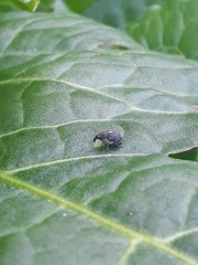 Rhinoncus leucostigma