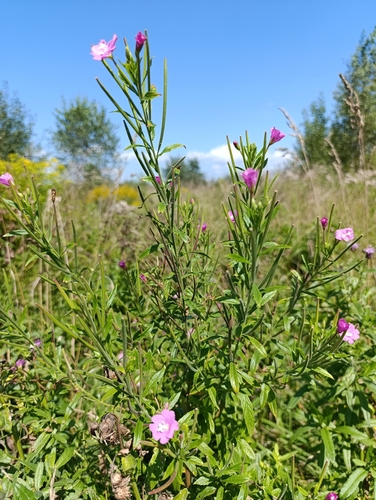 Great Willowherb