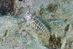 Salarias segmentatus