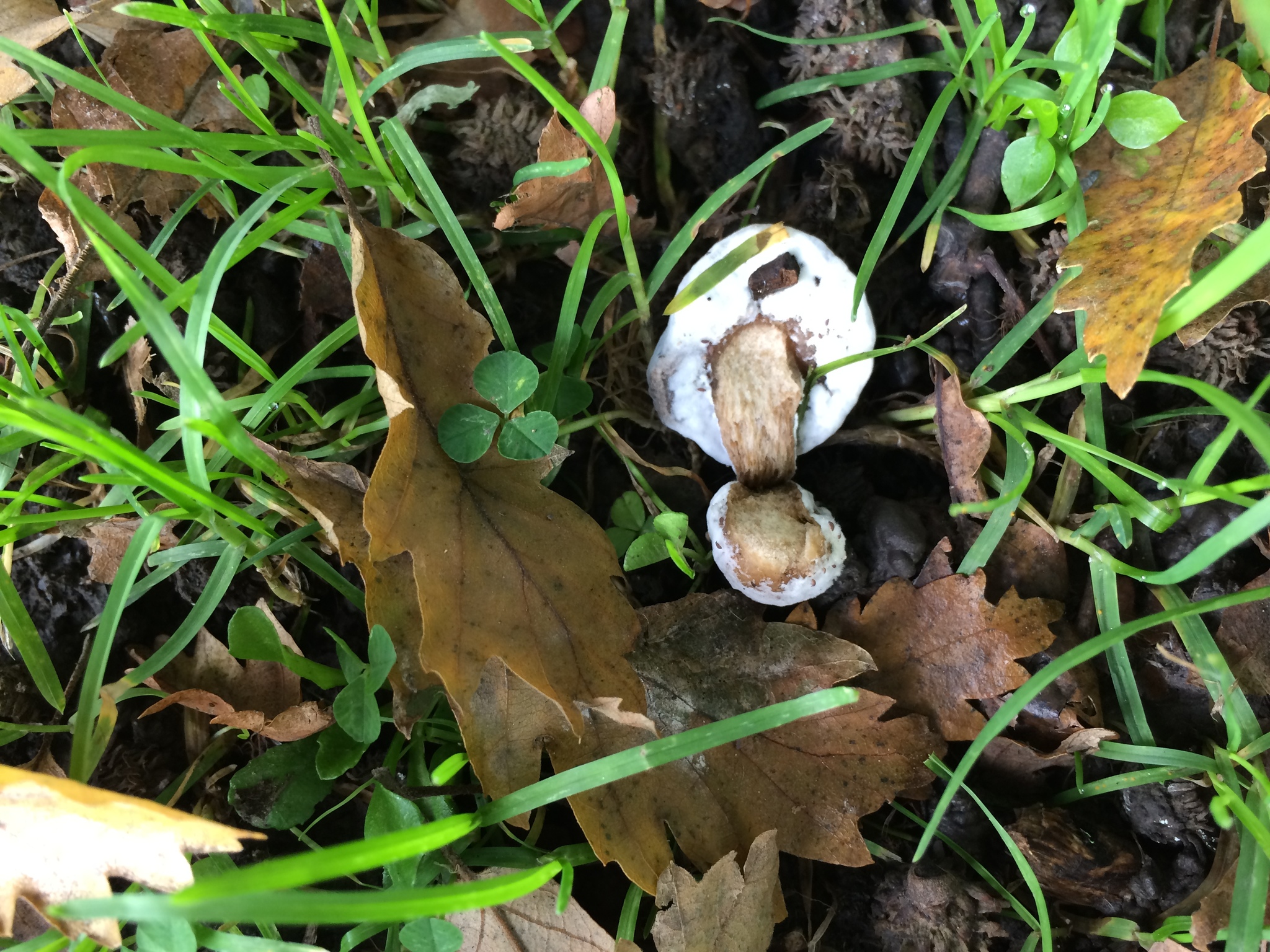Hypomyces chrysospermus image