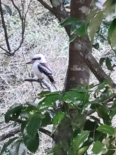 Laughing Kookaburra