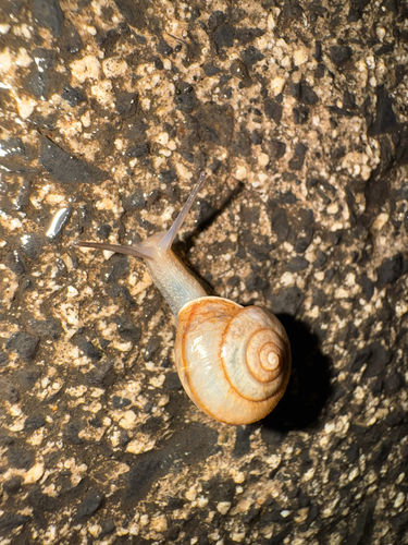 Bradybaena similaris observed 2026-08-16