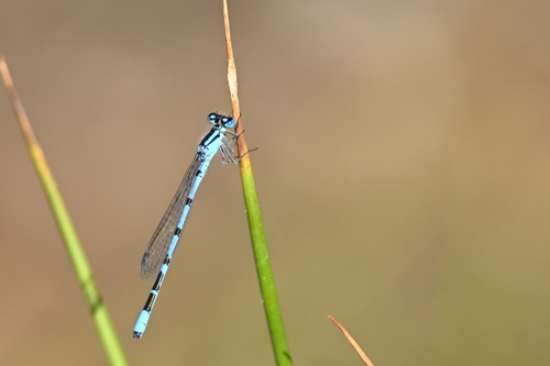 Common Blue Damselfly