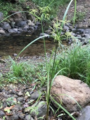 Cyperus exaltatus