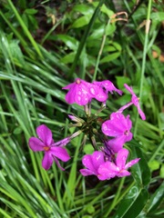 Phlox glaberrima