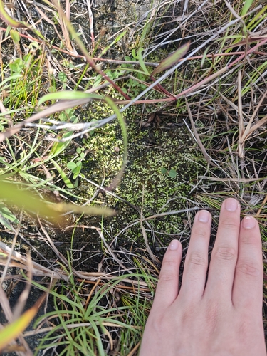 Utricularia heterosepala observed 2026-08-11