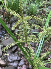 Cyperus exaltatus