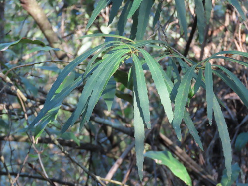 Lomatia myricoides, photograph 2