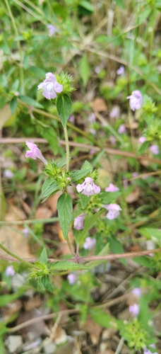 Galeopsis ladanum, photograph 3