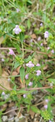 Galeopsis ladanum, photograph (c) Полина Полежанкина, some rights reserved (CC BY)