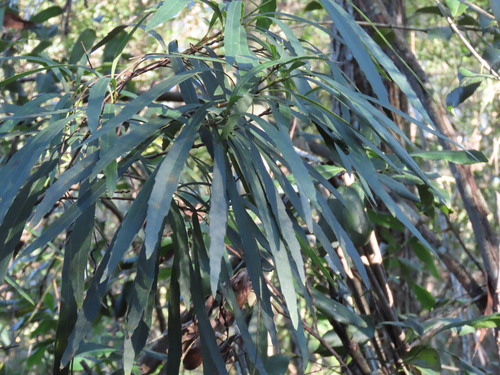 Lomatia myricoides, photograph 1