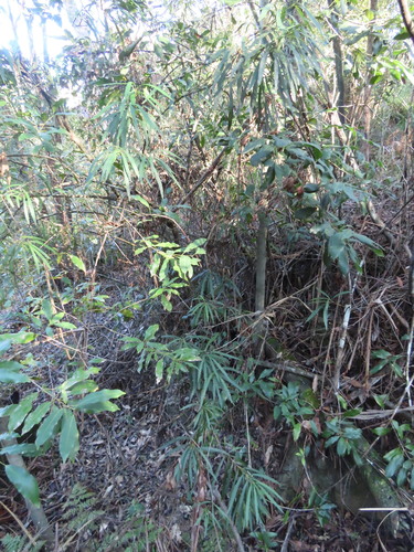 Lomatia myricoides, photograph 3