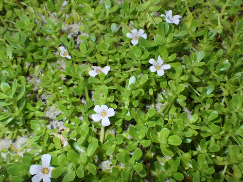 Bacopa monnieri observed 2026-08-16