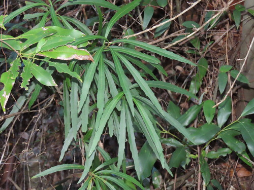 Lomatia myricoides, photograph 4