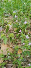 Galeopsis ladanum, photograph (c) Полина Полежанкина, some rights reserved (CC BY)