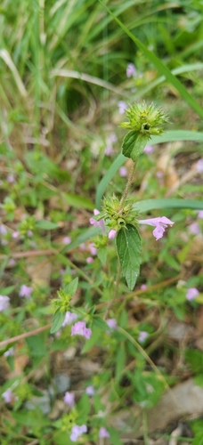 Galeopsis ladanum, photograph 5