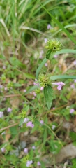 Galeopsis ladanum, photograph (c) Полина Полежанкина, some rights reserved (CC BY)