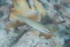 Halichoeres chloropterus