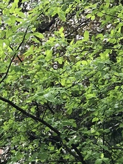 Lindera benzoin